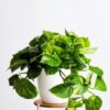 Vine