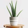 Succulent