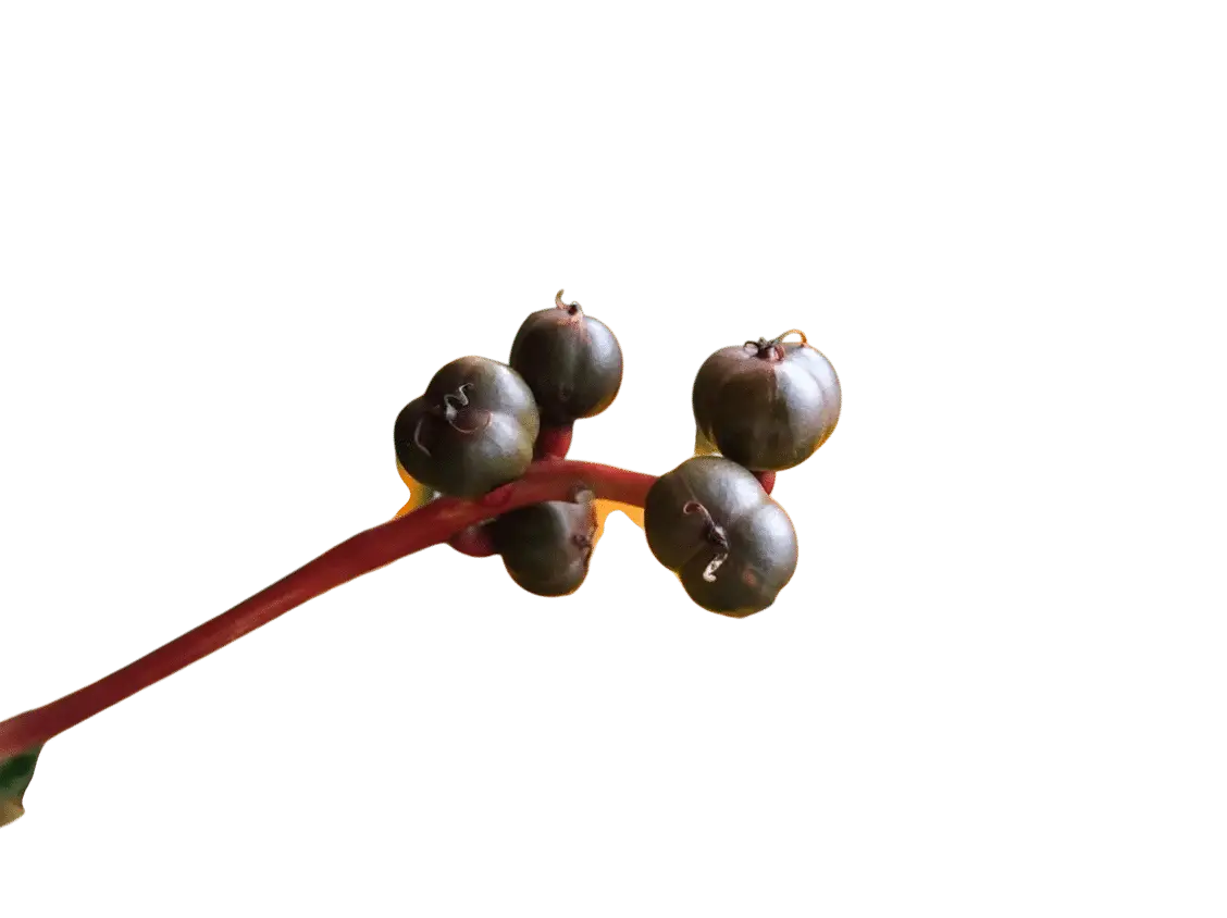 Photoroom_20250717_135305