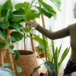 Stylish Plants at Home