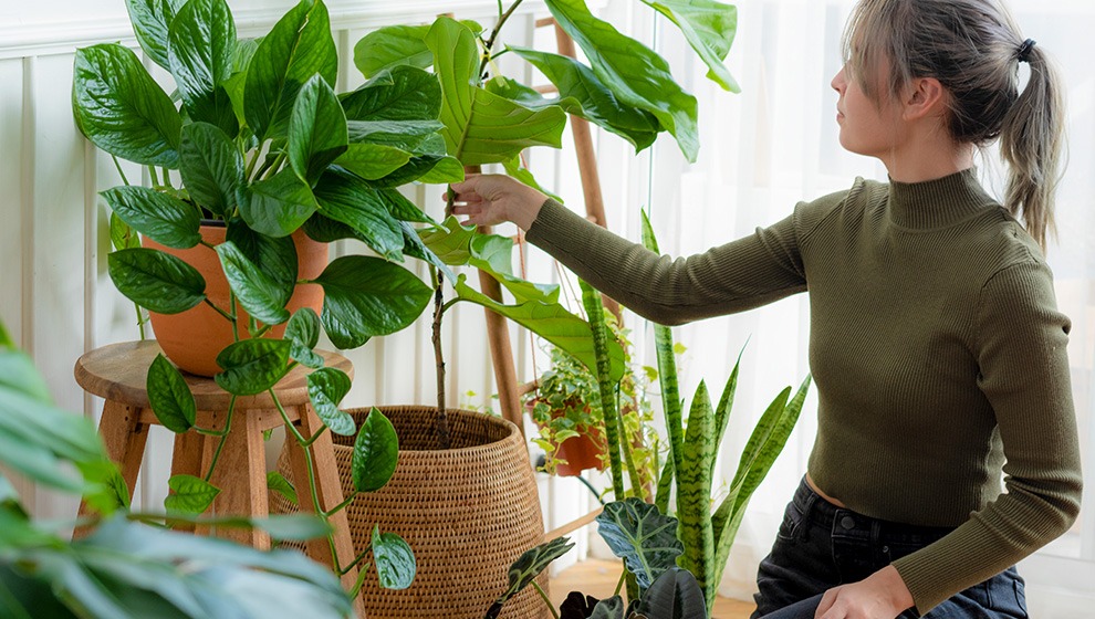 Stylish Plants at Home