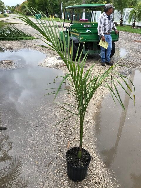 Royal palm, Florida royal palm - Roystonea regia