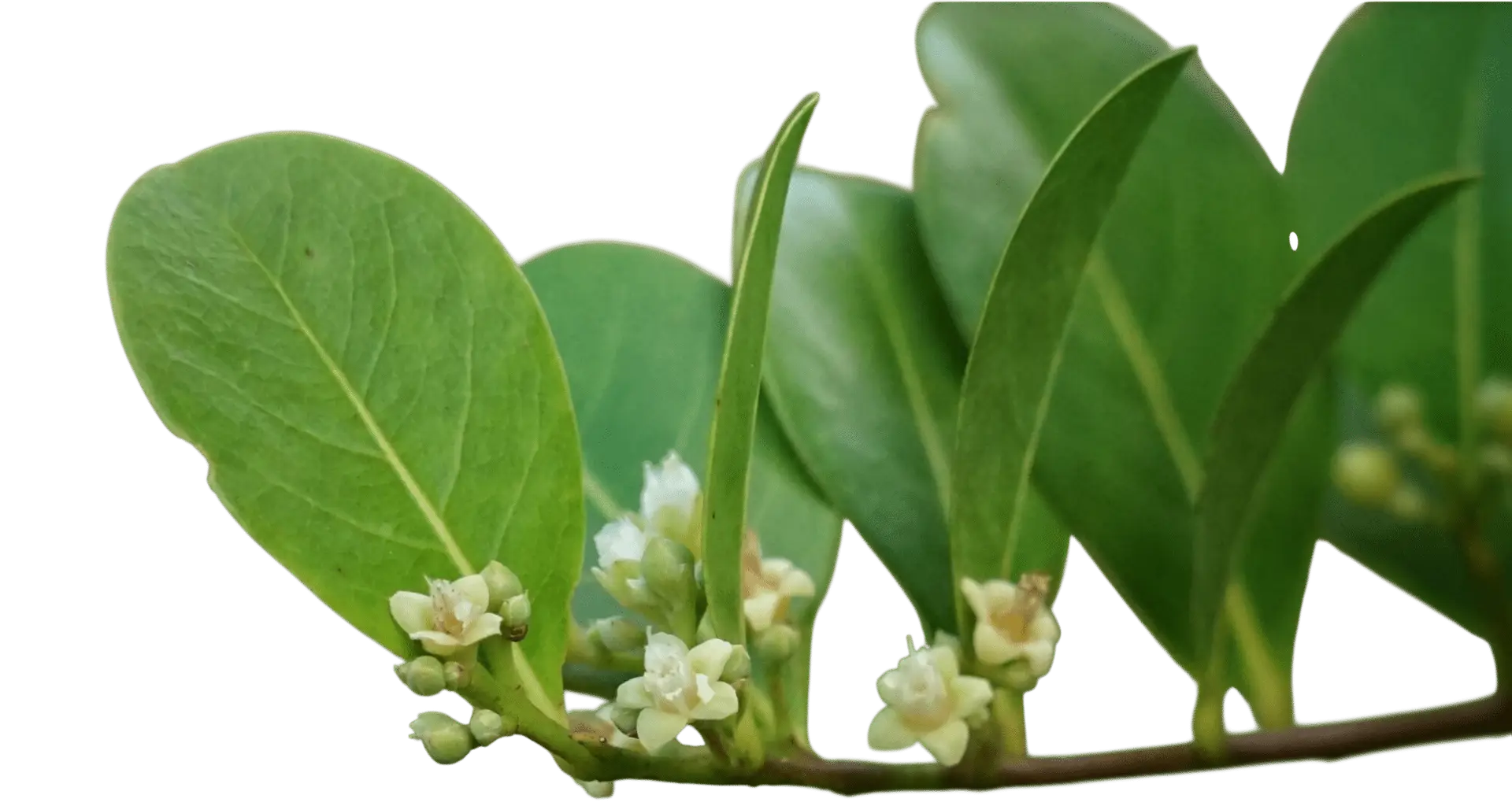 Photoroom_20250630_114000