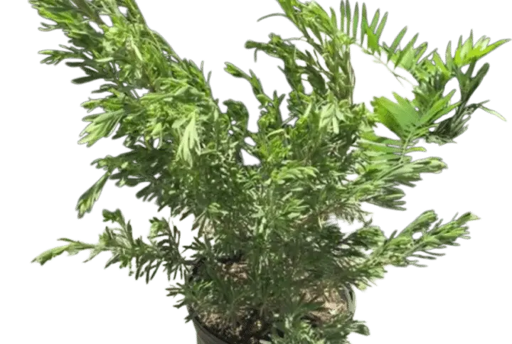 Bahama wild coffee – Psychotria ligustrifolia Plants for Sale