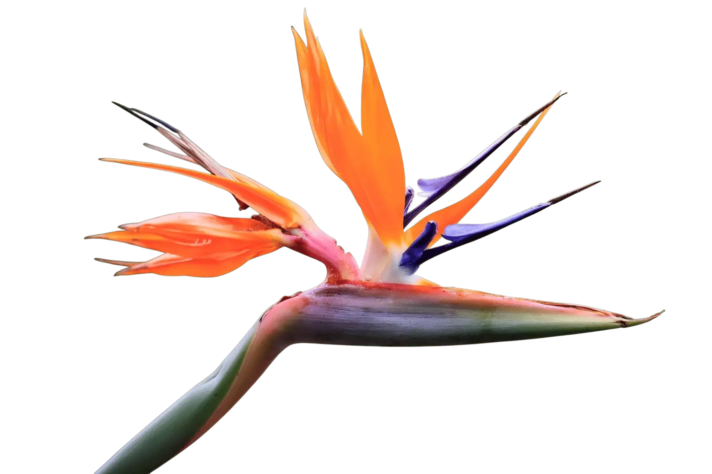 Photoroom_20250703_141257