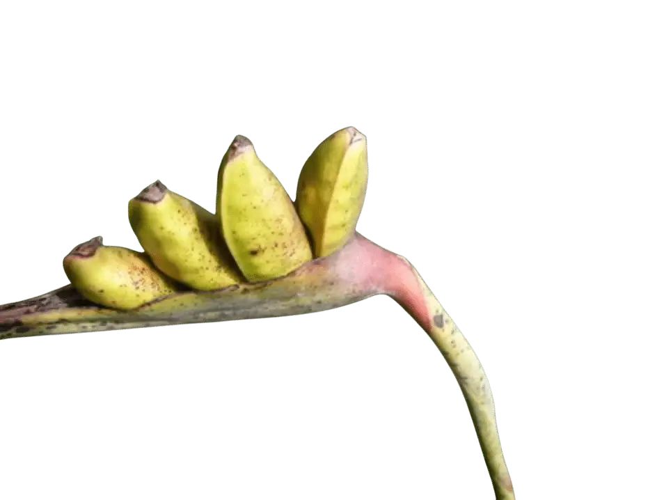 Photoroom_20250703_141325