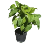 Brazilian Red Cloak - Megaskepasma erythrochlamys Brazilian Red Cloak - Megaskepasma erythrochlamys Image