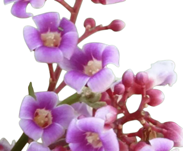 Photoroom_20250711_141621