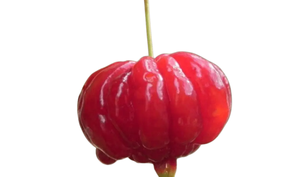 Photoroom_20250711_161350