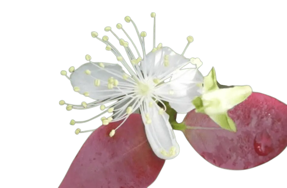 Photoroom_20250711_161414