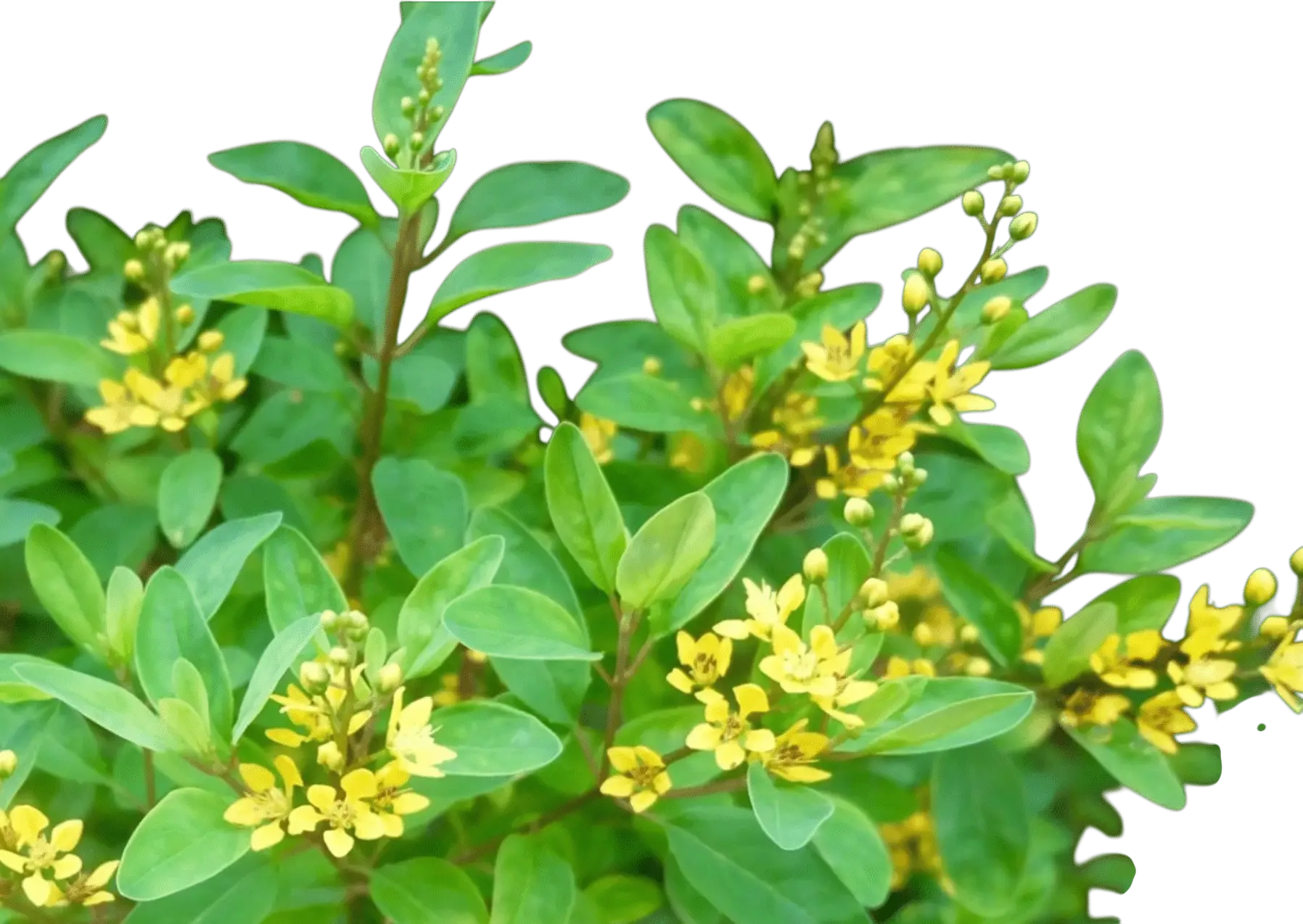 Photoroom_20250714_121613