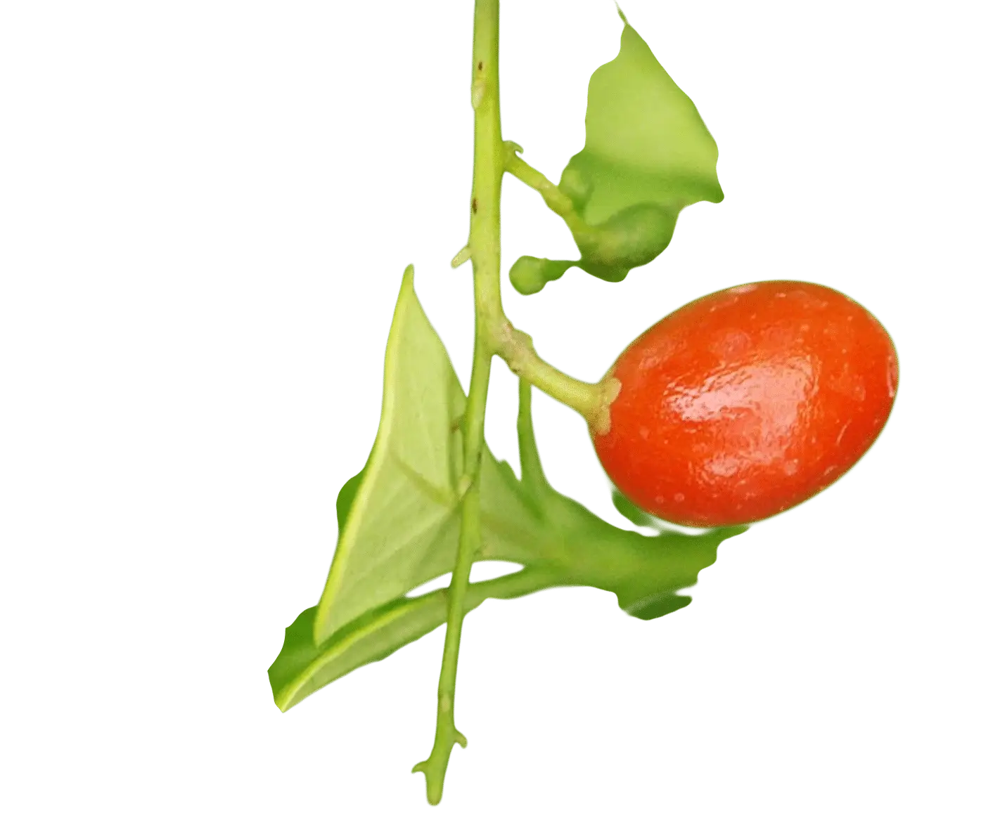 Photoroom_20250714_121728