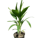 Christmas Palm - Adonidia merrillii Christmas Palm - Adonidia merrillii Image