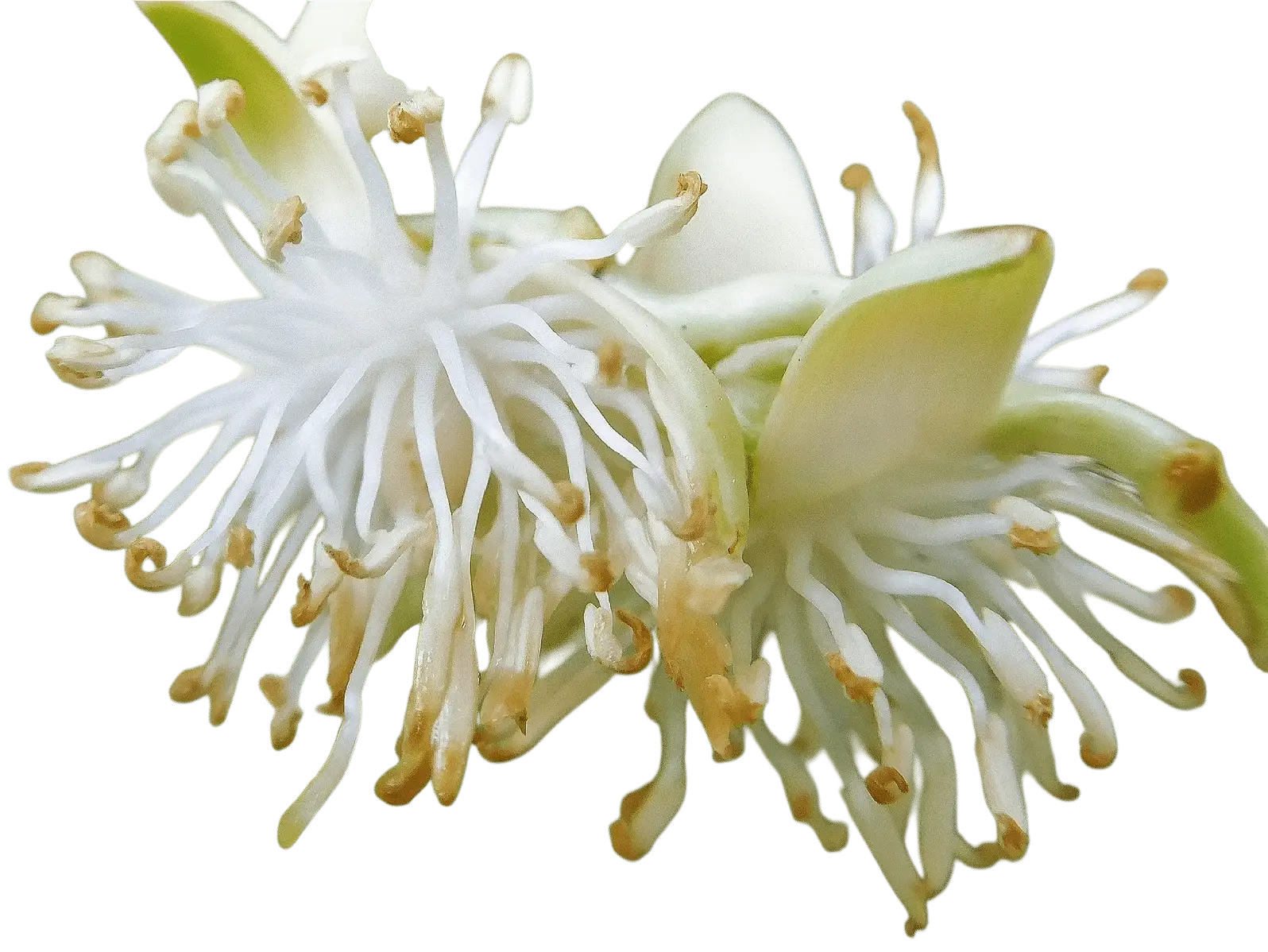 Photoroom_20250714_122711