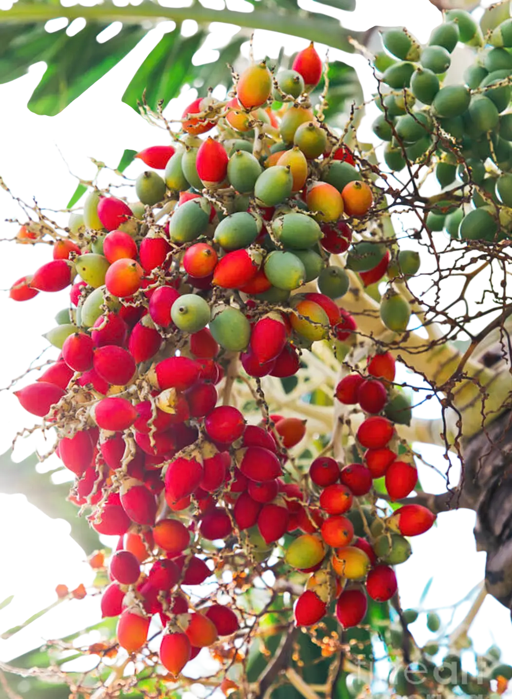 Photoroom_20250714_122742