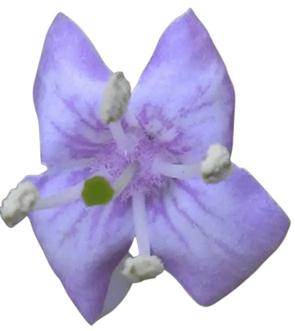 Photoroom_20250714_131814