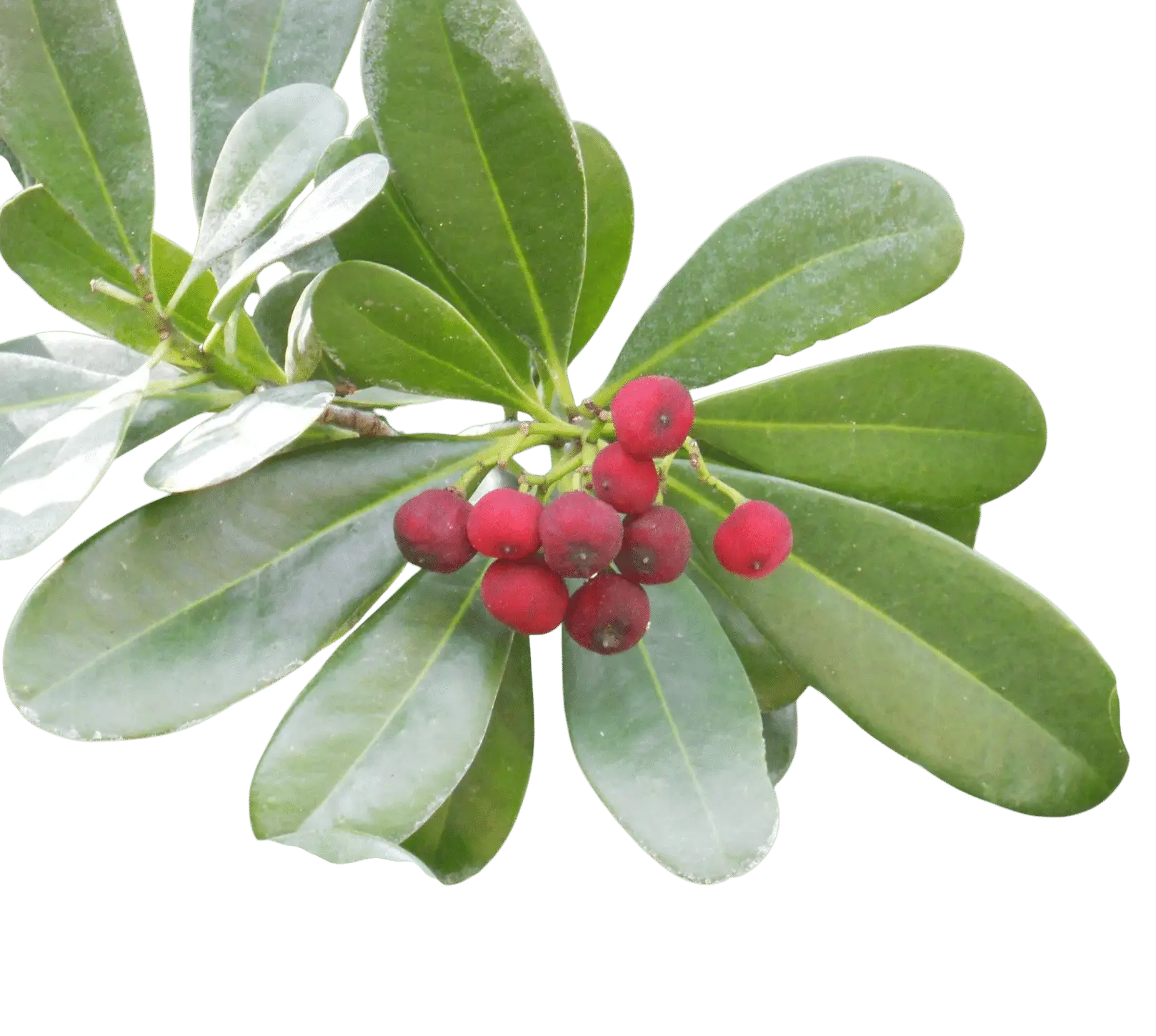 Photoroom_20250714_132853