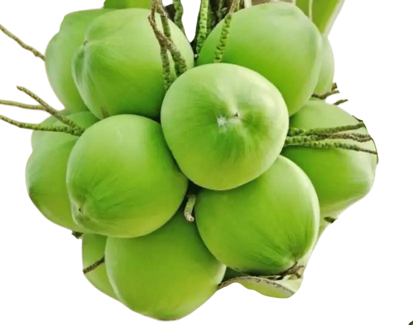 Photoroom_20250714_135049