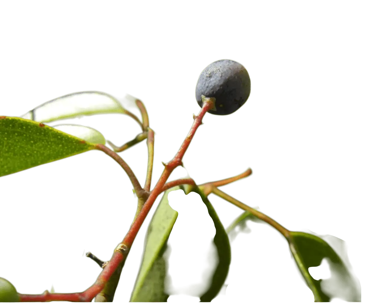 Photoroom_20250714_141503