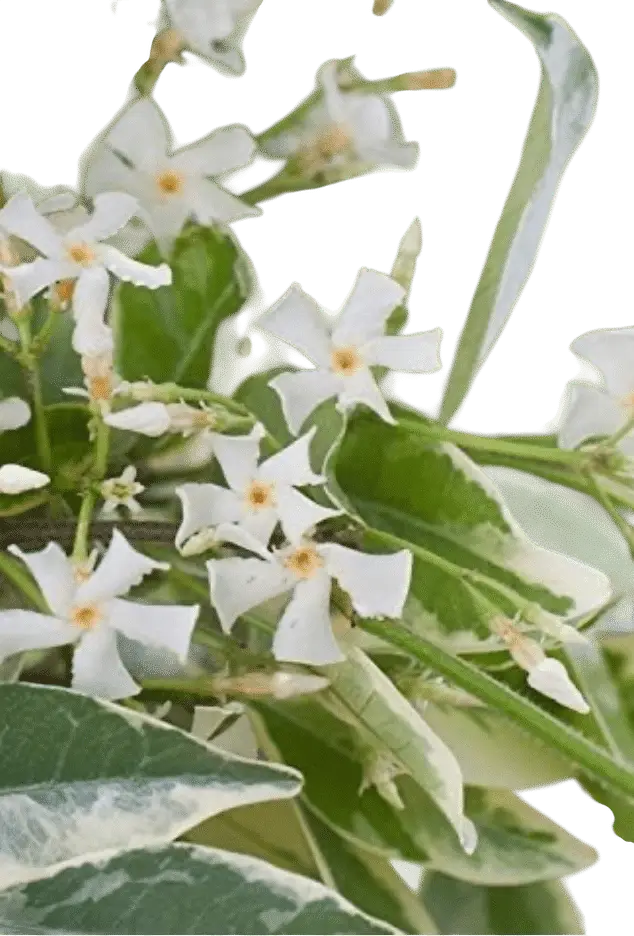 Photoroom_20250714_142756