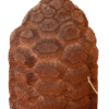 Dioecious