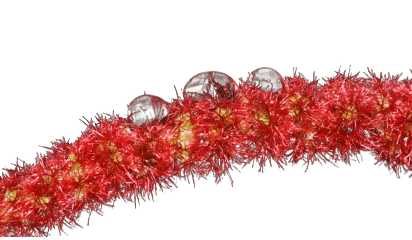 Photoroom_20250715_102022