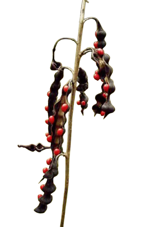 Photoroom_20250715_110319