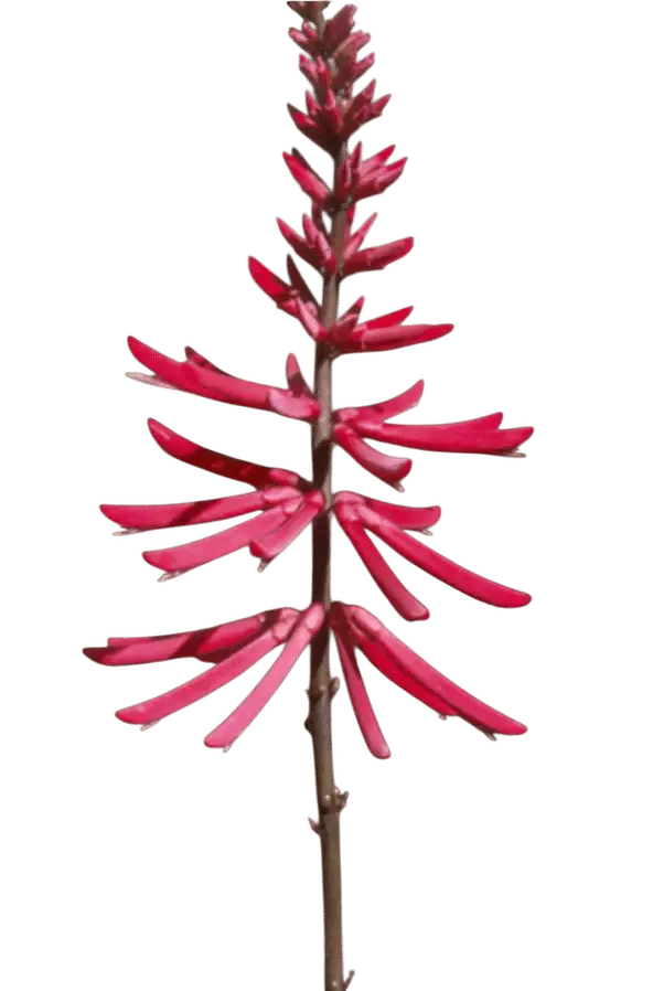 Photoroom_20250715_110342