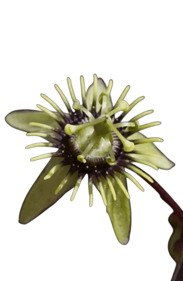 Photoroom_20250715_111123