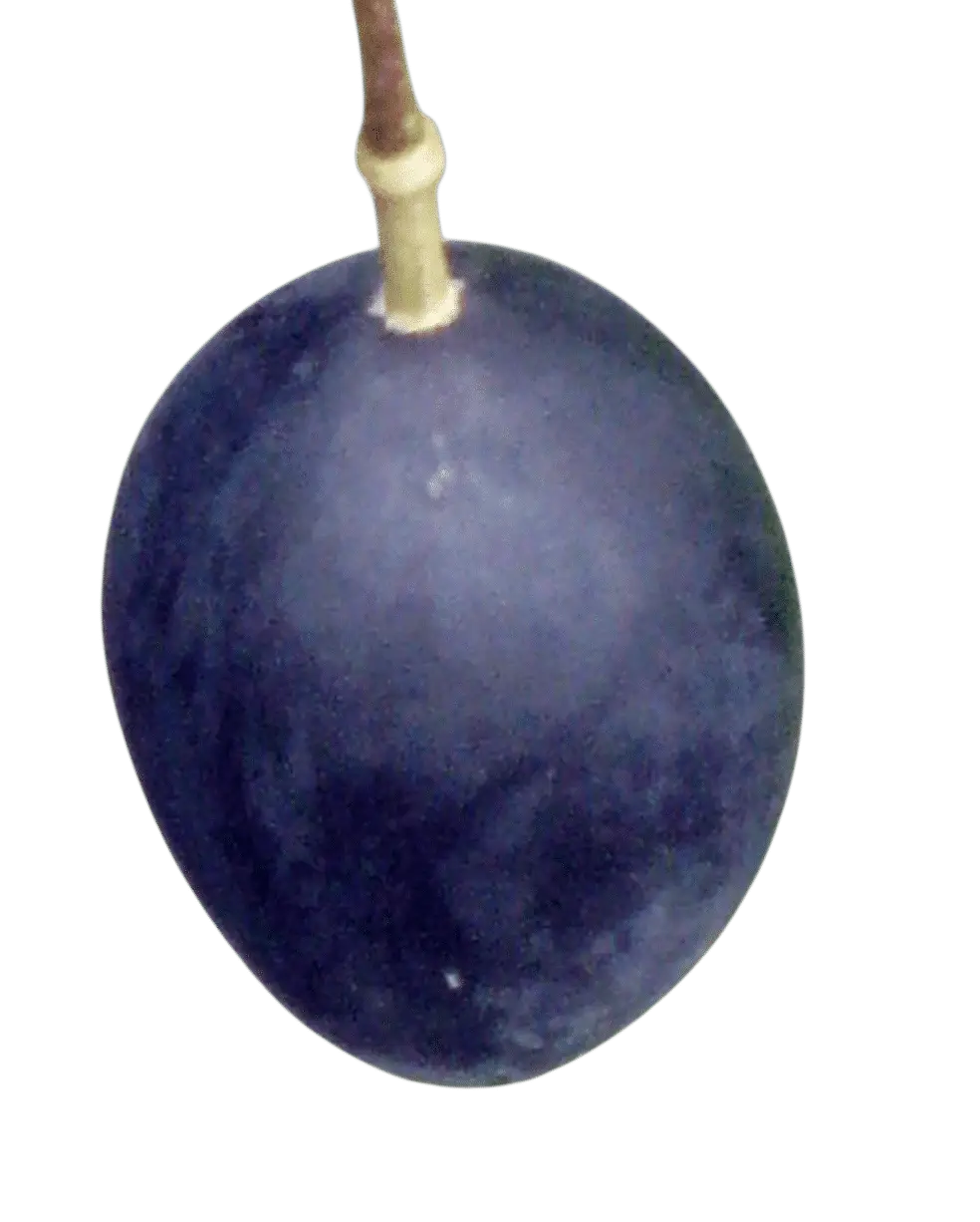 Photoroom_20250715_111149