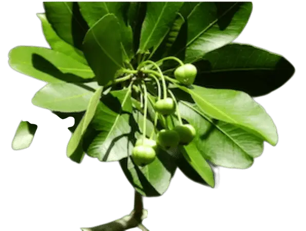 Photoroom_20250715_115720