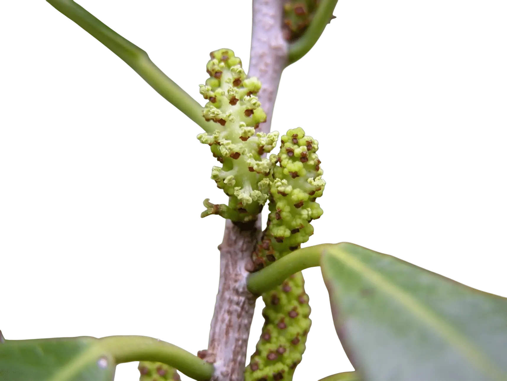 Photoroom_20250715_115743