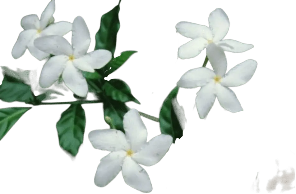 Photoroom_20250715_120750