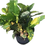 Croton - Codiaeum variegatum 'Magnificent' Croton - Codiaeum variegatum 'Magnificent' Image