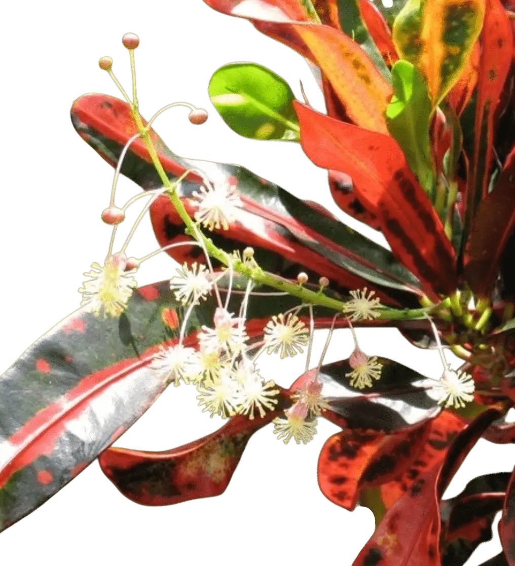 Photoroom_20250717_104804