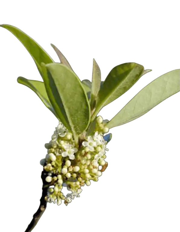 Photoroom_20250718_110423