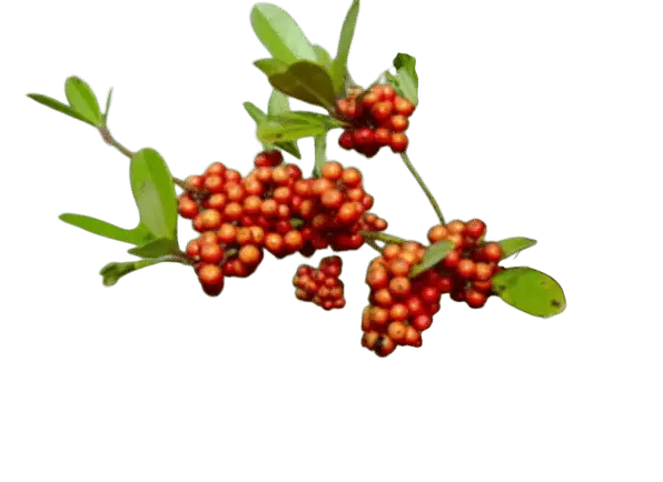 Photoroom_20250718_110501