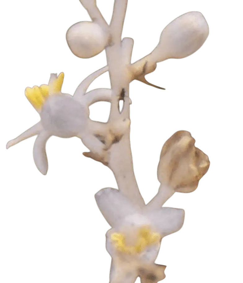 Photoroom_20250718_125134