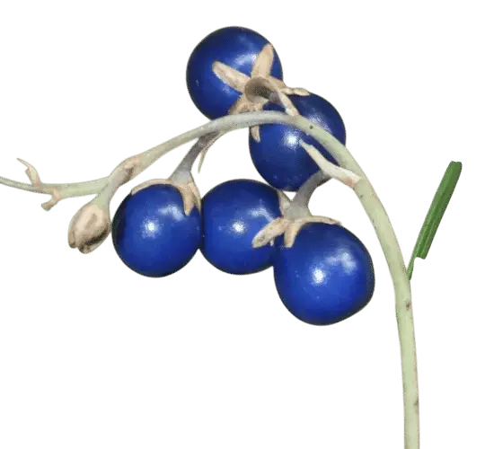 Photoroom_20250718_125207