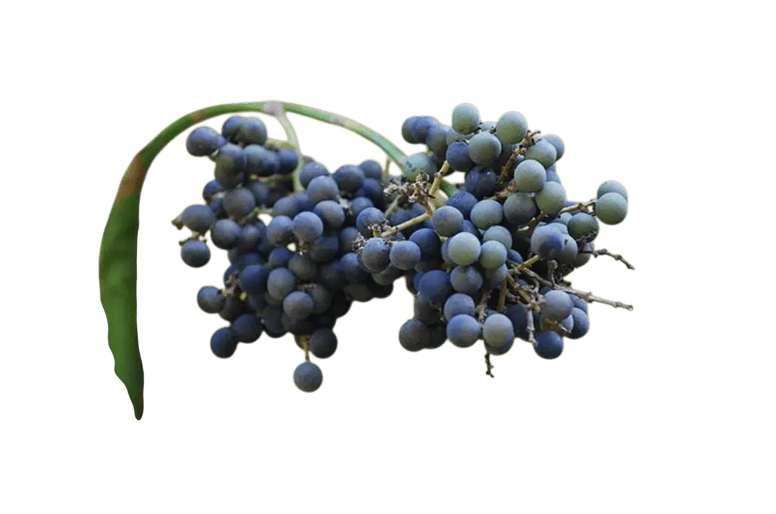 Photoroom_20250721_094308