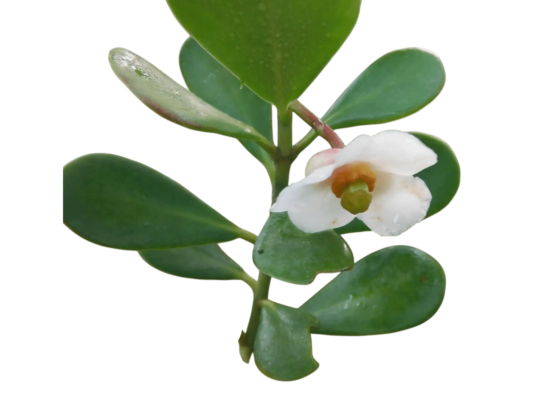 Photoroom_20250721_095703