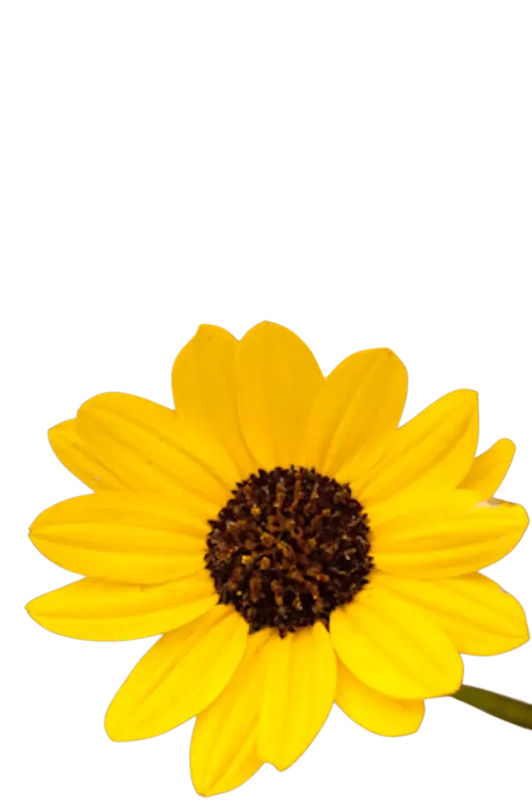 Photoroom_20250721_110507