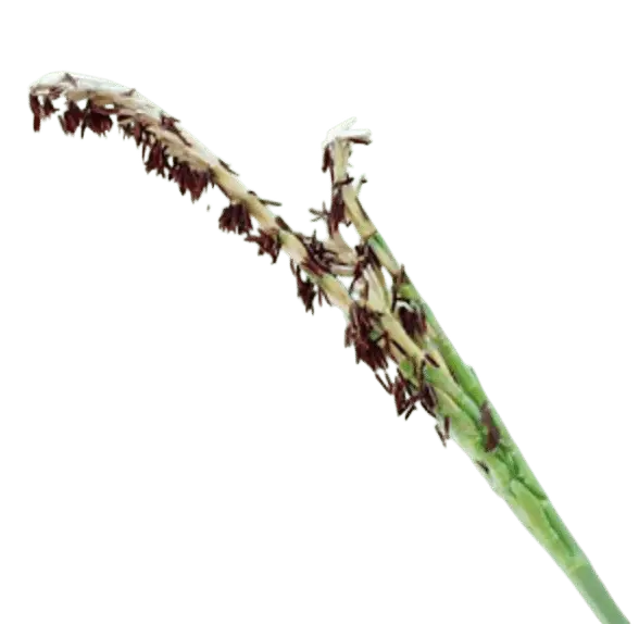 Photoroom_20250721_111317