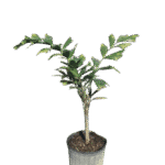 Foxtail Palm - Wodyetia bifurcata Image