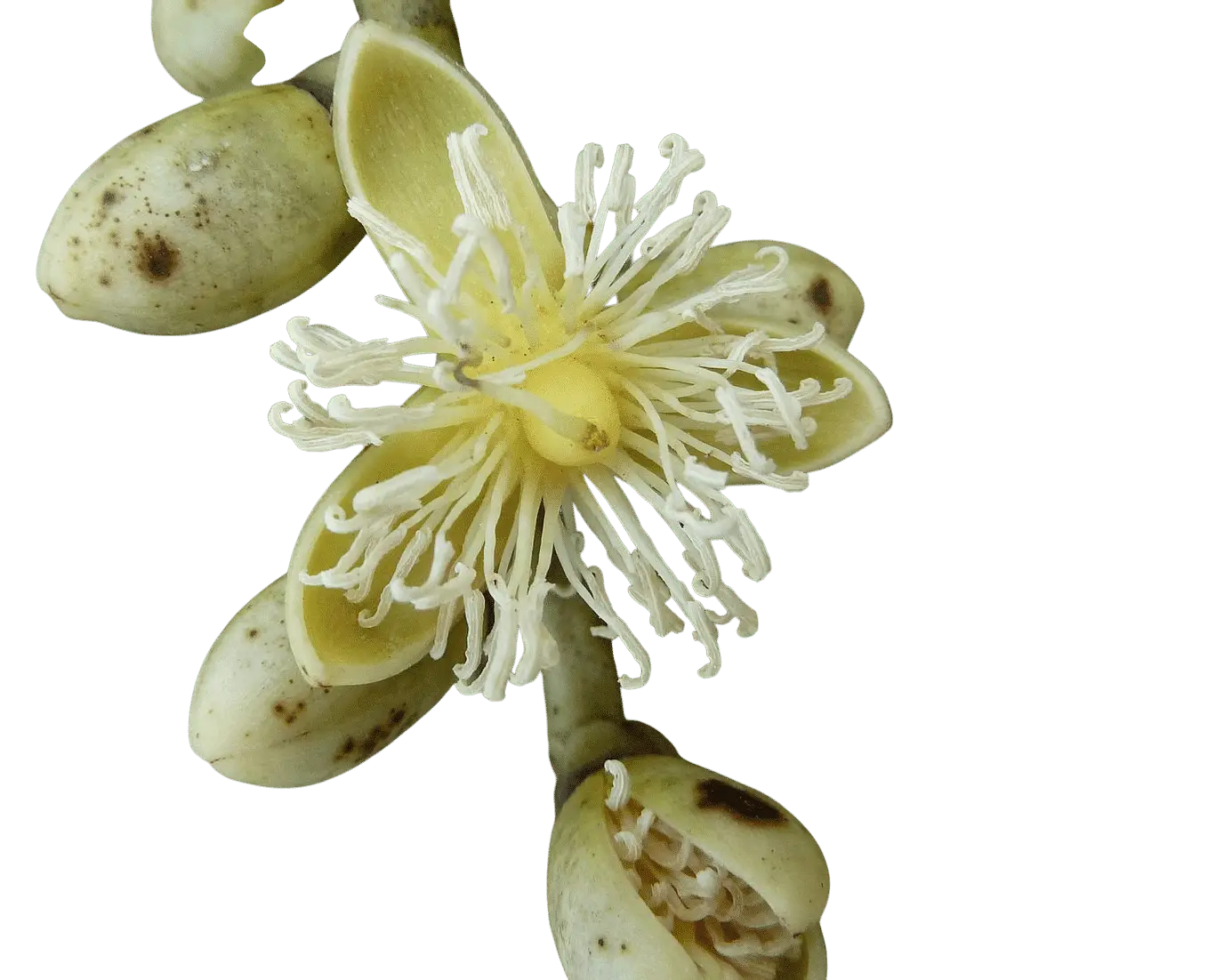 Photoroom_20250723_220835