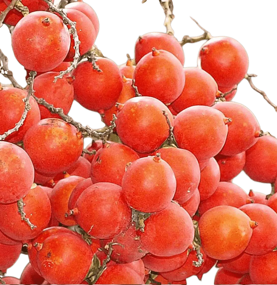 Photoroom_20250723_220855