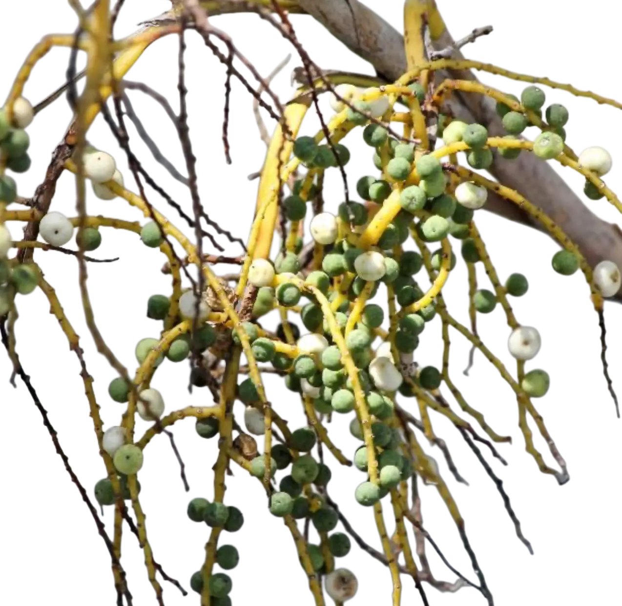 Photoroom_20250731_161730