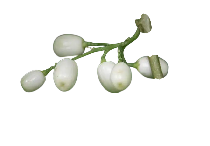 Photoroom_20250808_163134