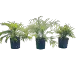 Pygmy Date Palm, Roebelenii palm - Phoenix roebelenii Pygmy Date Palm, Roebelenii palm - Phoenix roebelenii Image