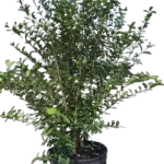 Simpson’s Stopper, Twinberry (Bush) - Myrcianthes fragrans Simpson’s Stopper, Twinberry (Bush) - Myrcianthes fragrans Image